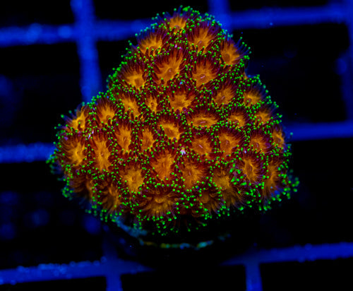 JF ELUSIVE ORANGE LEPTASTREA