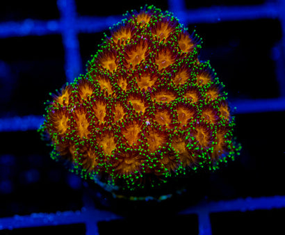 JF ELUSIVE ORANGE LEPTASTREA