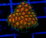 JF ELUSIVE ORANGE LEPTASTREA