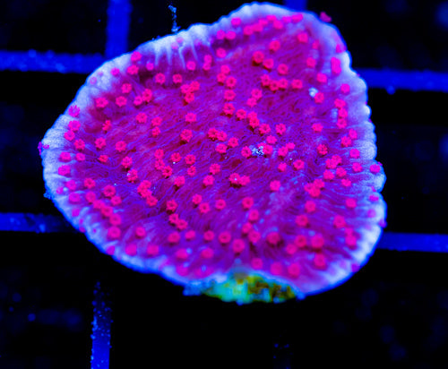 RRC RED ROSES  MONTI CAP