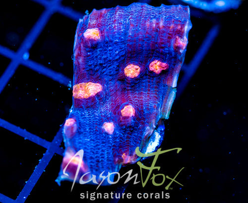 JF HELLS EYE CHALICE