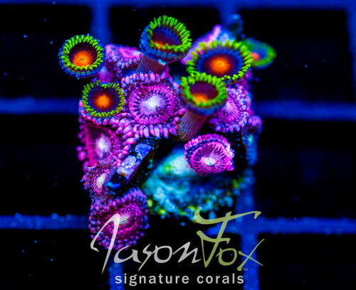 JF DRAGON EYES COMBO