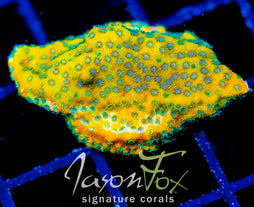 JF SWEET TOOTH MONTI