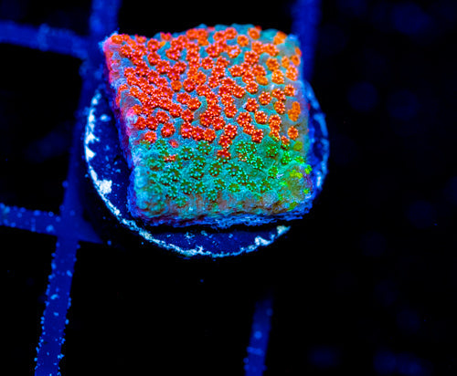 JF DIZZY SPELL MONTI