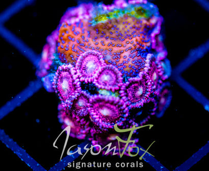 GB SEVEN HEAVENS MONTI COMBO