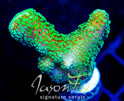 JF RADIO ACTIVE STYLO XL FRAG