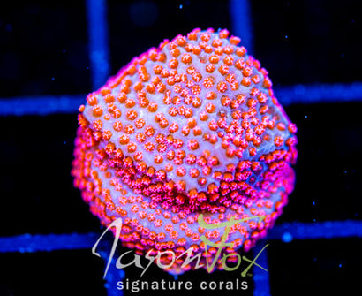 GB SEVEN HEAVENS MONTI