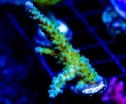 JF FRANKIES SKY HIGH STAG XL FRAG