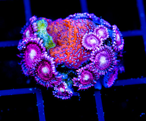 JF BURNING BLOSSOMS COMBO