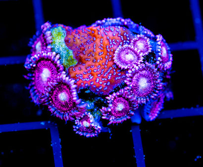 JF BURNING BLOSSOMS COMBO