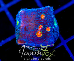 TYREE PUMPKIN PATCH CHALICE