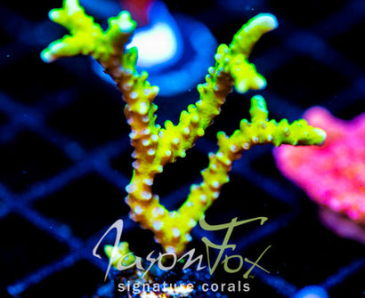 BR GREEN GOBLIN ANACROPORA