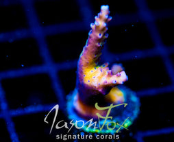 RRC PINK CADILLAC ACRO