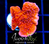 JF MIXED EMOTIONS MONTI