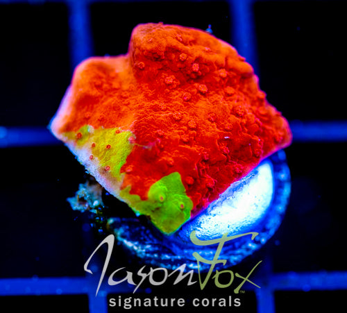 WWC GRAFTED TURBICULATA