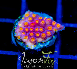 JF PARTY CRASHER CYPHASTREA