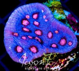 JF HELLS EYE CHALICE