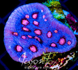 JF HELLS EYE CHALICE