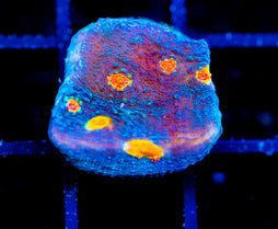 TYREE PUMPKIN PATCH CHALICE