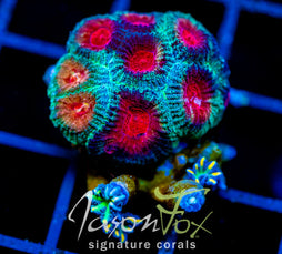 JF MASS DESTRUCTION FAVIA COMBO