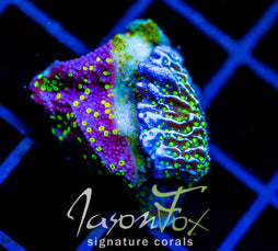 JF YELLOW FEVER MONTI COMBO