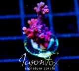 JF PINK BRANCHING CYPHASTREA