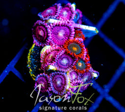 JF BURNING BLOSSOMS COMBO