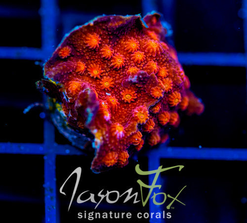 JF HOT HEAD CYPHASTREA