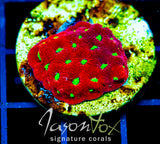 JF DEVILS BREW FAVIA