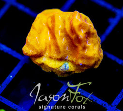 JF BLINDING ORANGE LEPTO