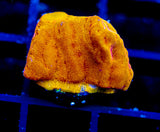 JF BLINDING ORANGE LEPTO