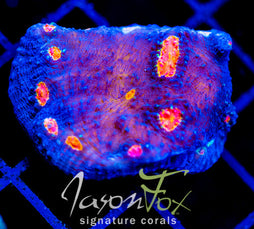 TYREE PUMPKIN PATCH CHALICE XL FRAG