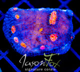 TYREE PUMPKIN PATCH CHALICE XL FRAG