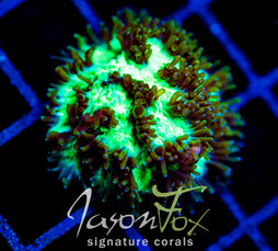 JF HIGHLIGHTER GREEN HYDNO