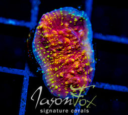 IJAM GOLD SHEISTER CHALICE