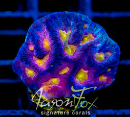 JF FANCY PANTS FAVIA (NEW RELEASE)