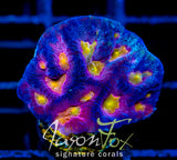 JF FANCY PANTS FAVIA (NEW RELEASE)