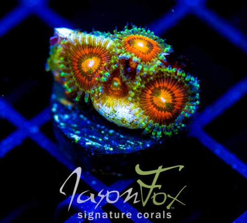 JF RAINBOW INCINERATORS ZOAS