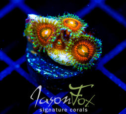 JF RAINBOW INCINERATORS ZOAS