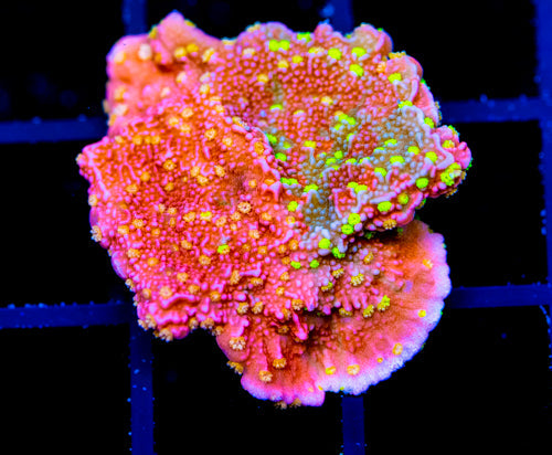 JF GRAFTED SUN MONTI