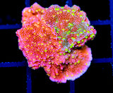 JF GRAFTED SUN MONTI