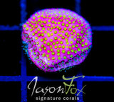 WWC ELECTRIC DAISY STYLO