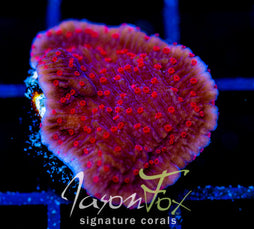 RRC RED ROSES  MONTI CAP