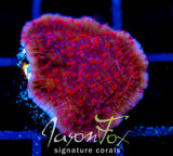 RRC RED ROSES  MONTI CAP