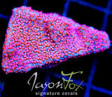 GB SEVEN HEAVENS MONTI