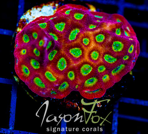 JF SECTOR 001 FAVIA XL FRAG