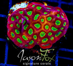 JF SECTOR 001 FAVIA XL FRAG