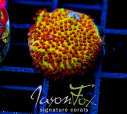 JF BURNIN  BANANA STYLO