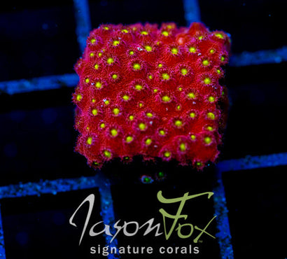 BLING BLING CYPHASTREA