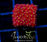 BLING BLING CYPHASTREA